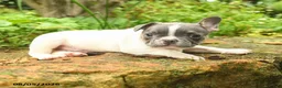 French Bulldog dogs for sale: Christine - Ad 7