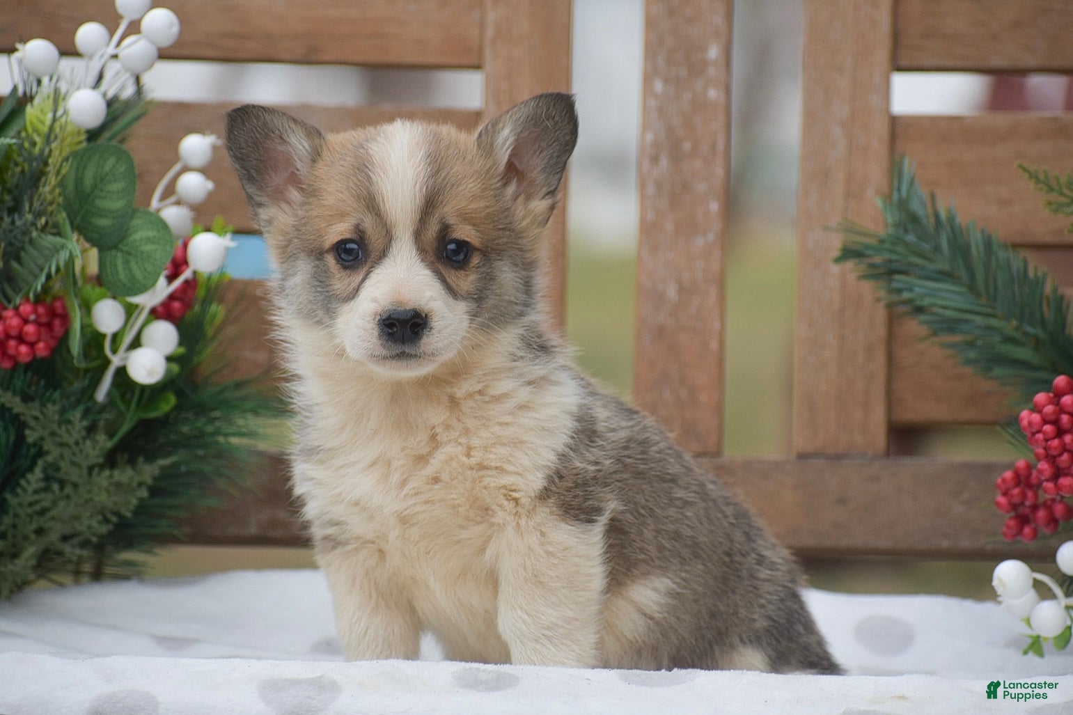 Welsh Corgi Pembroke dogs Mingo - Ad 22