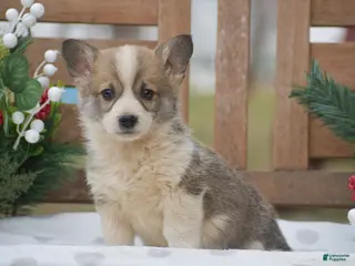 Welsh Corgi Pembroke dogs Mingo - Ad 42