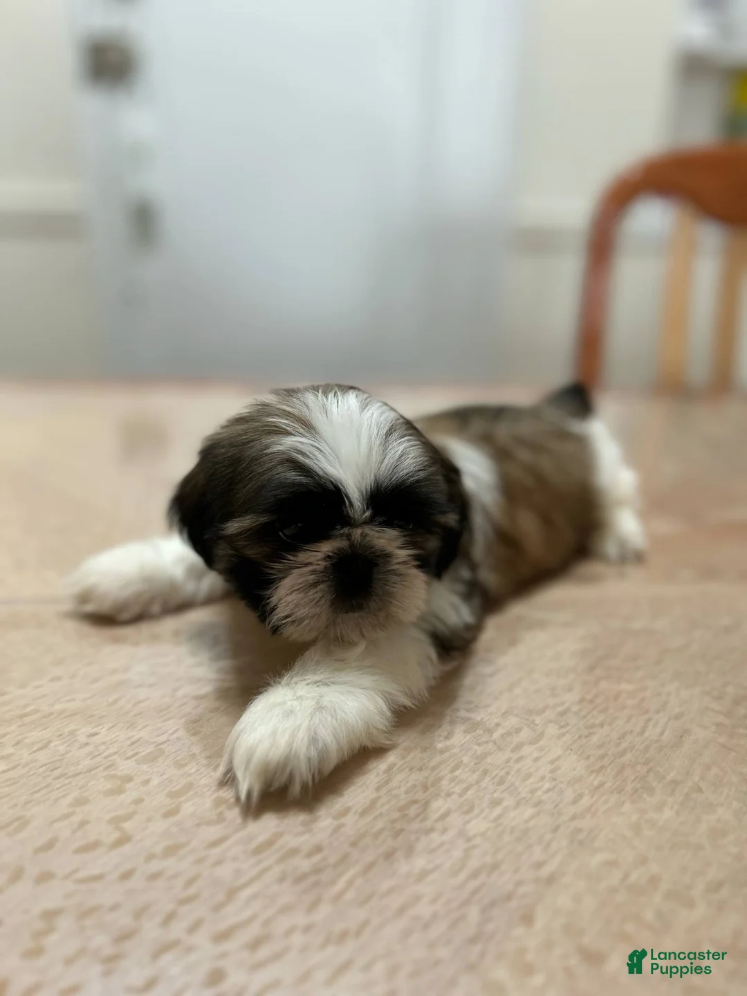 Shih Tzu dogs for sale: Ginger - Ad 1