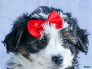Mini Aussiedoodle dogs LEE - Ad 1