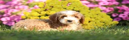 Mini Goldendoodle dogs for sale: Alex - Ad 3