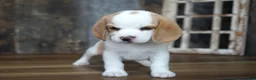 Beagle dogs for sale: Walker - Ad 9