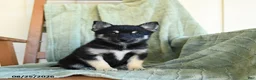 Pomsky dogs for sale: Bubbles - Ad 5