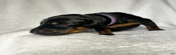 Doberman Pinscher dogs for sale: Doberman Pinscher Puppy 2 - Ad 2