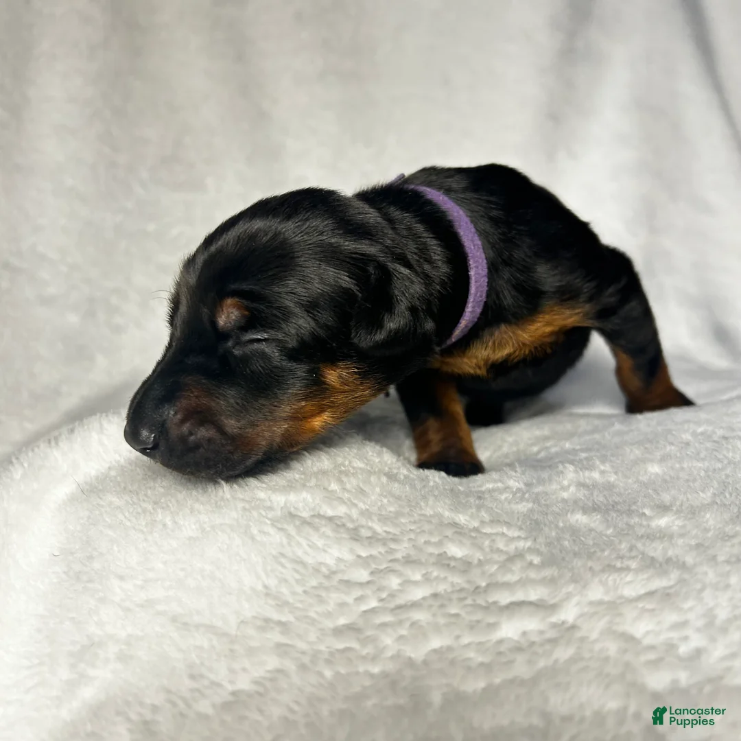 Doberman Pinscher dogs for sale: Doberman Pinscher Puppy 2 - Ad 2