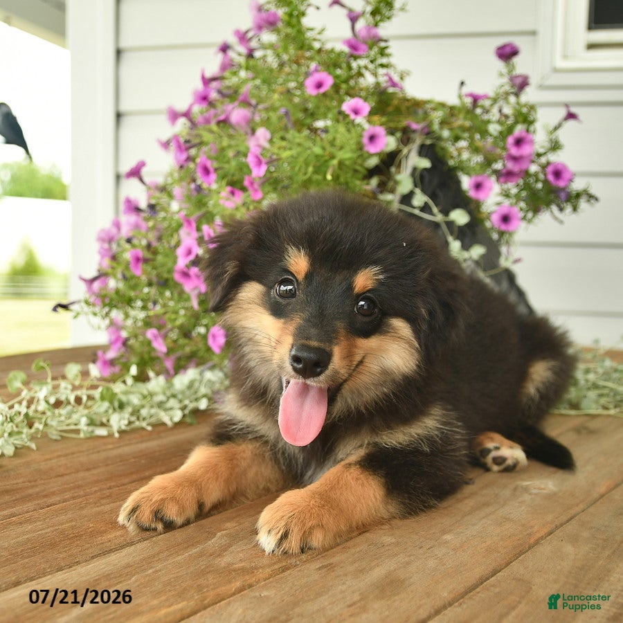 Toy Australian Shepherd dogs Adrian - Ad 2