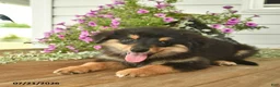 Toy Australian Shepherd dogs for sale: Adrian - Ad 2