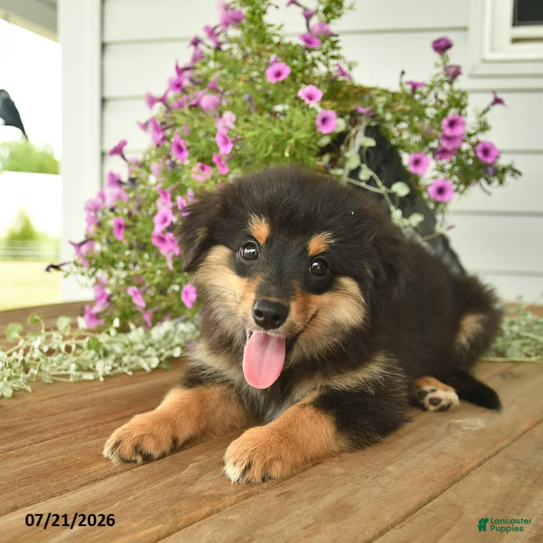 Toy Australian Shepherd dogs for sale: Adrian - Ad 2