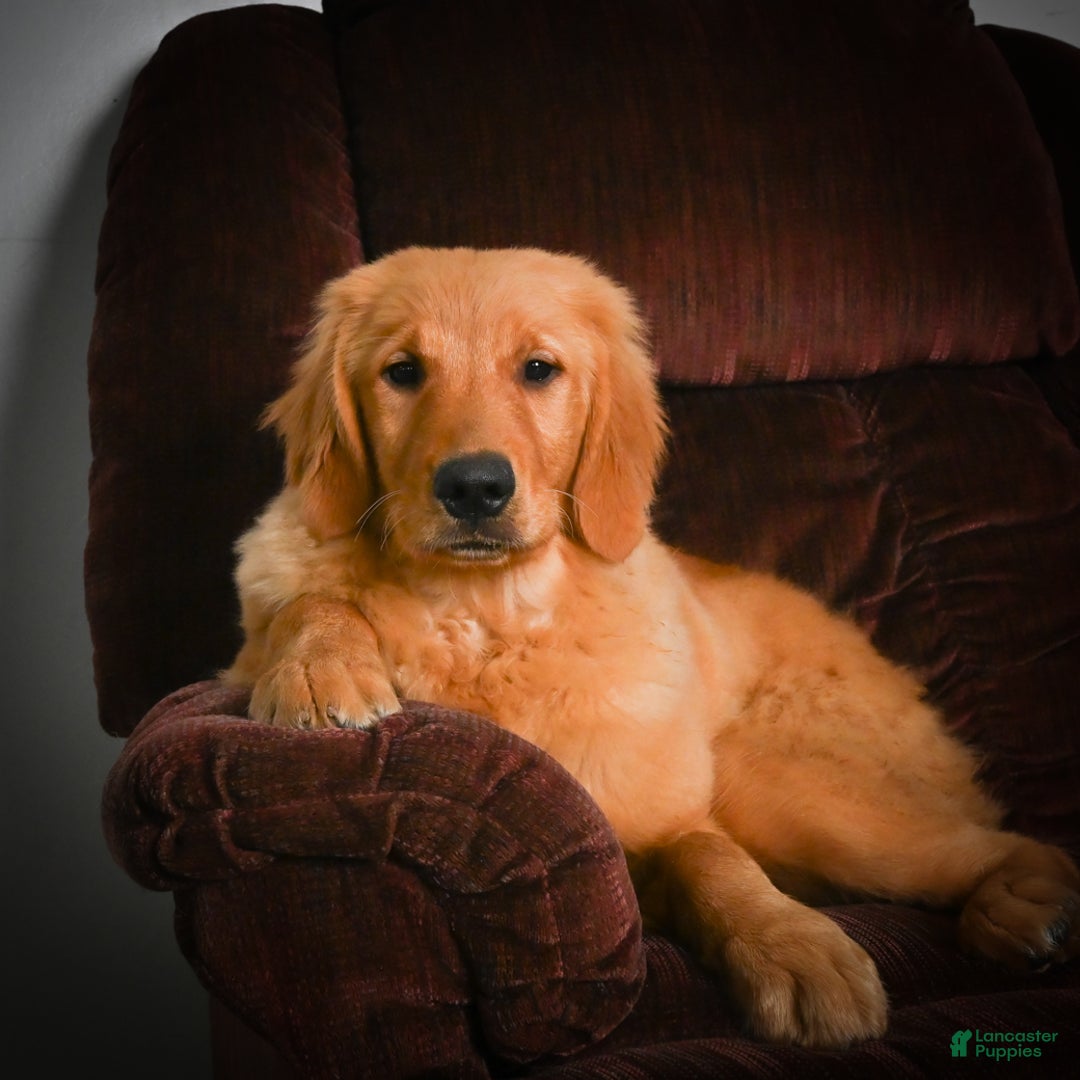 Golden Retriever dogs for sale: Golden Retriever litter of 5 puppies - Ad 8