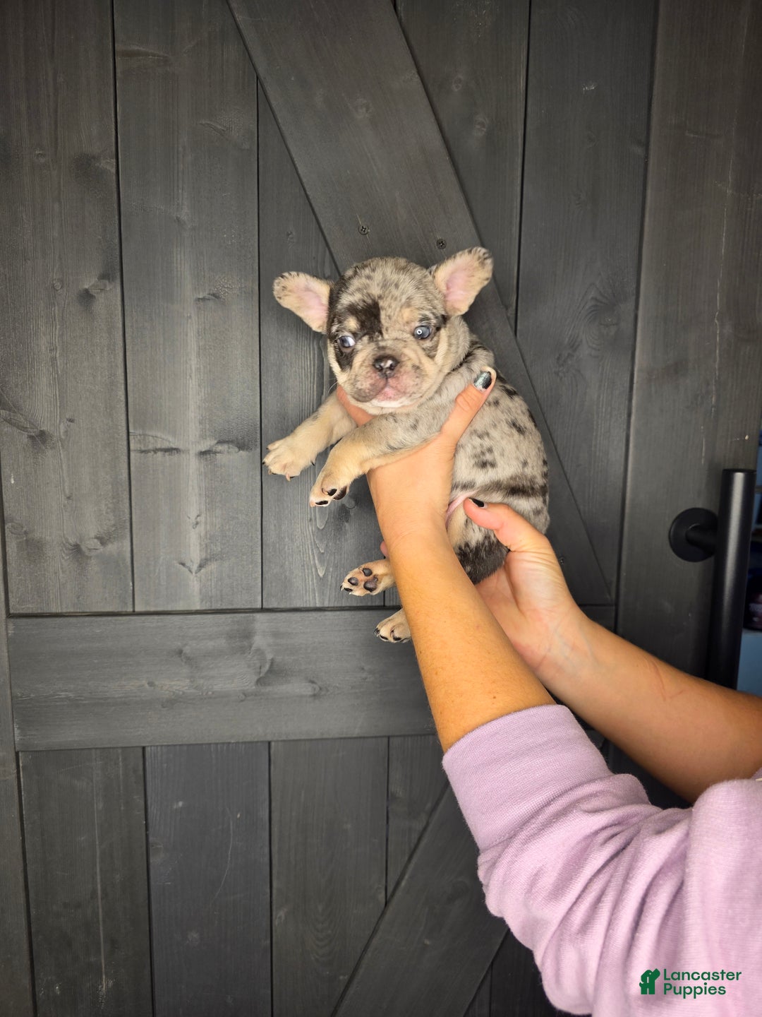 French Bulldog dogs for sale: French Bulldog Puppy 4 - Ad 9