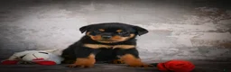 Rottweiler dogs for sale: Lane - Ad 7