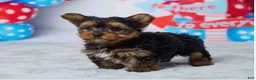 Yorkshire Terrier dogs for sale: Drax - Ad 4