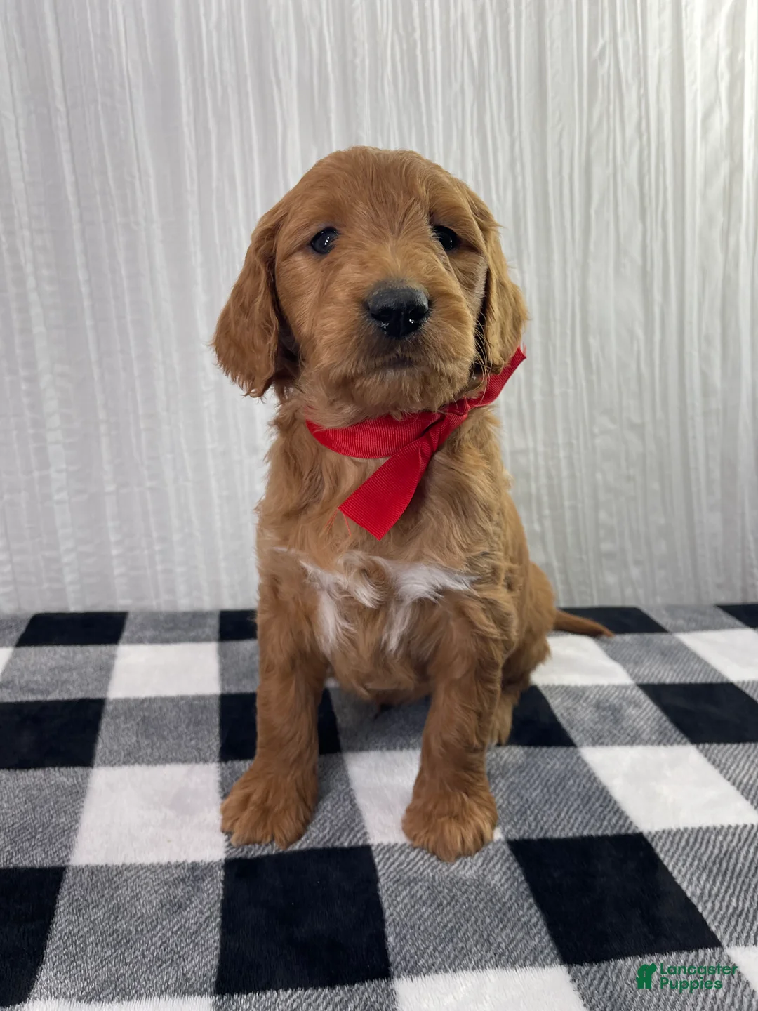 Goldendoodle dogs for sale: Fern  - Ad 6
