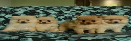 Pomeranian dogs for sale: Dolly - Ad 3