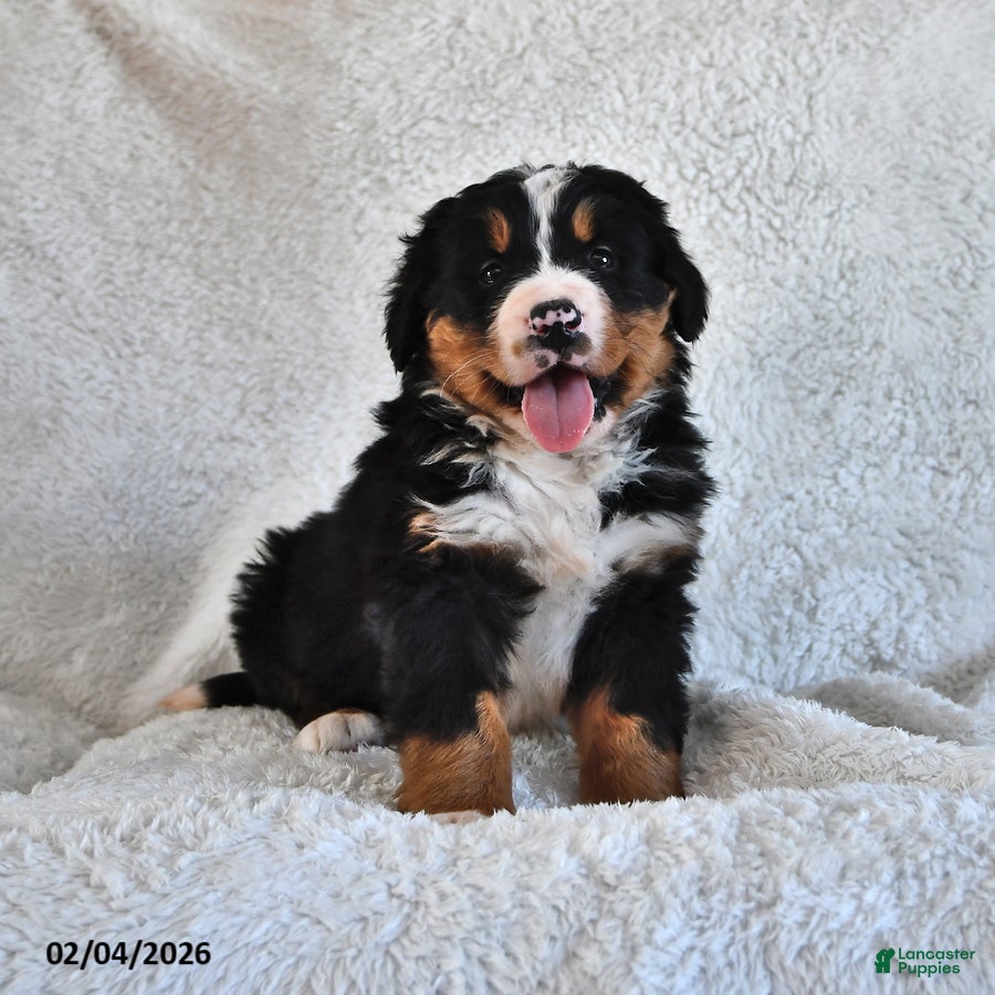 Bernese Mountain Dog dogs Bennett - Ad 31