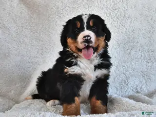 Bernese Mountain Dog dogs Bennett - Ad 31