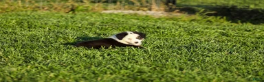 Larana Miniature Australian Shepherd Puppy 