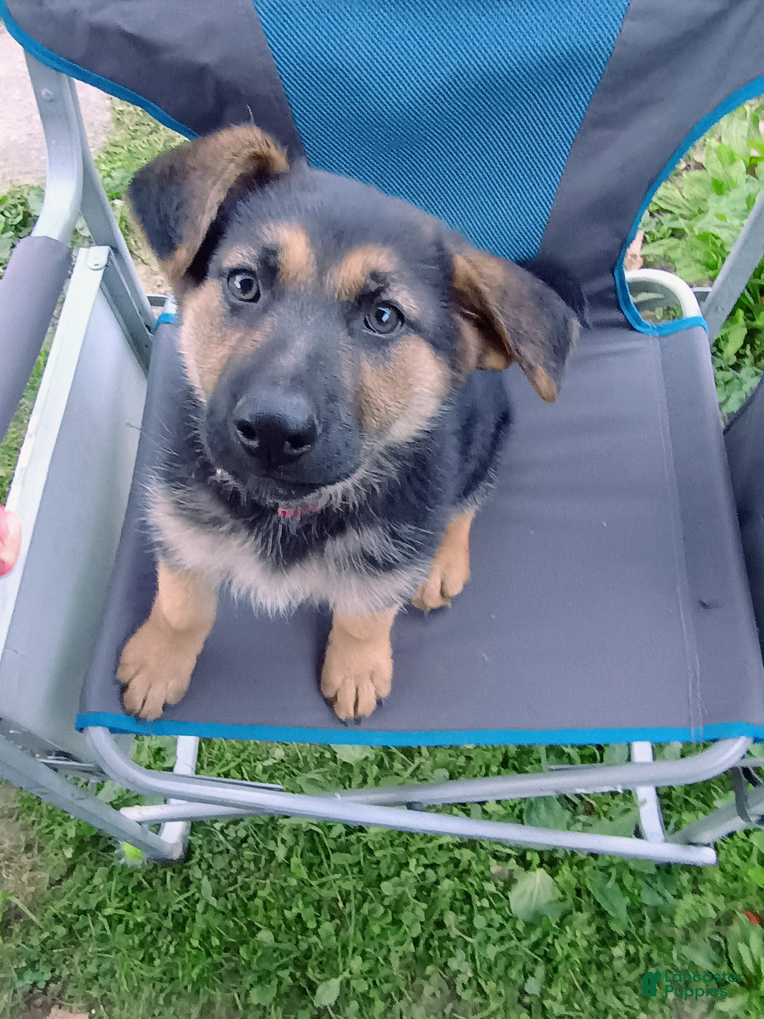 German Shepherd dogs for sale: Nova - Ad 2