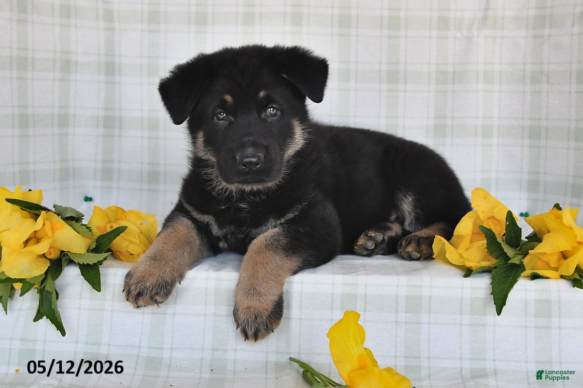 German Shepherd dogs Nash - Ad 2