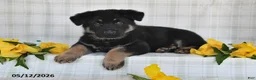 German Shepherd dogs for sale: Nash - Ad 2