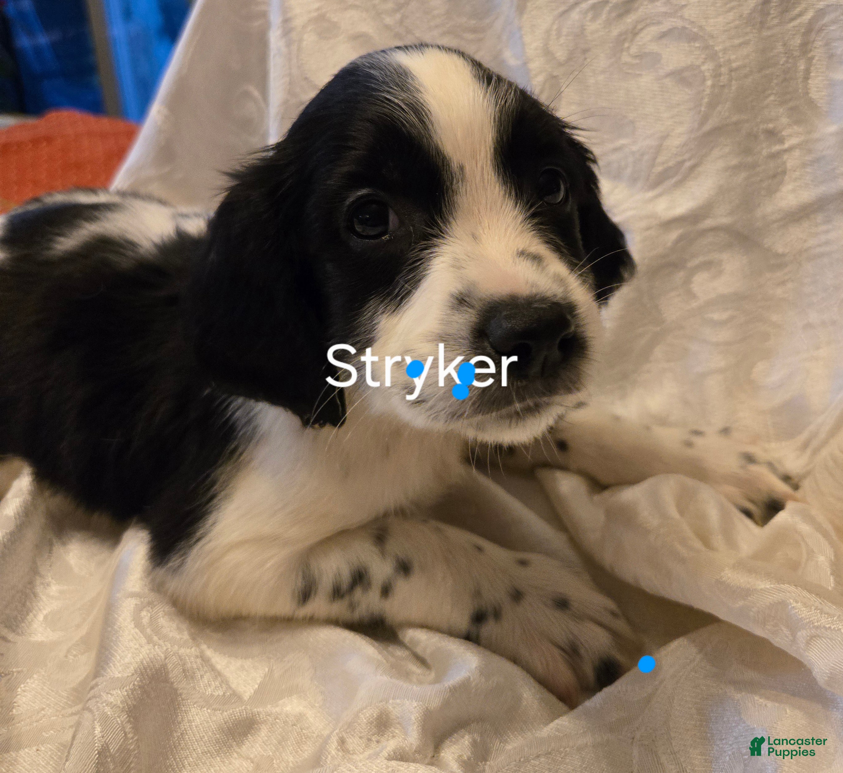 English Springer Spaniel dogs Stryker - Ad 2