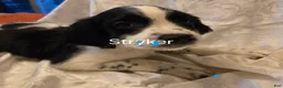 English Springer Spaniel dogs for sale: Stryker - Ad 2
