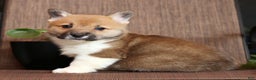 Welsh Corgi Pembroke dogs for sale: Casey - Ad 6