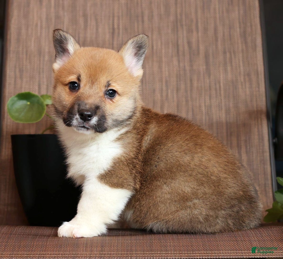 Welsh Corgi Pembroke dogs for sale: Casey - Ad 6