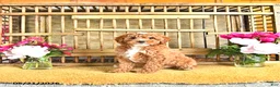 Cavapoo dogs for sale: Lester - Ad 4