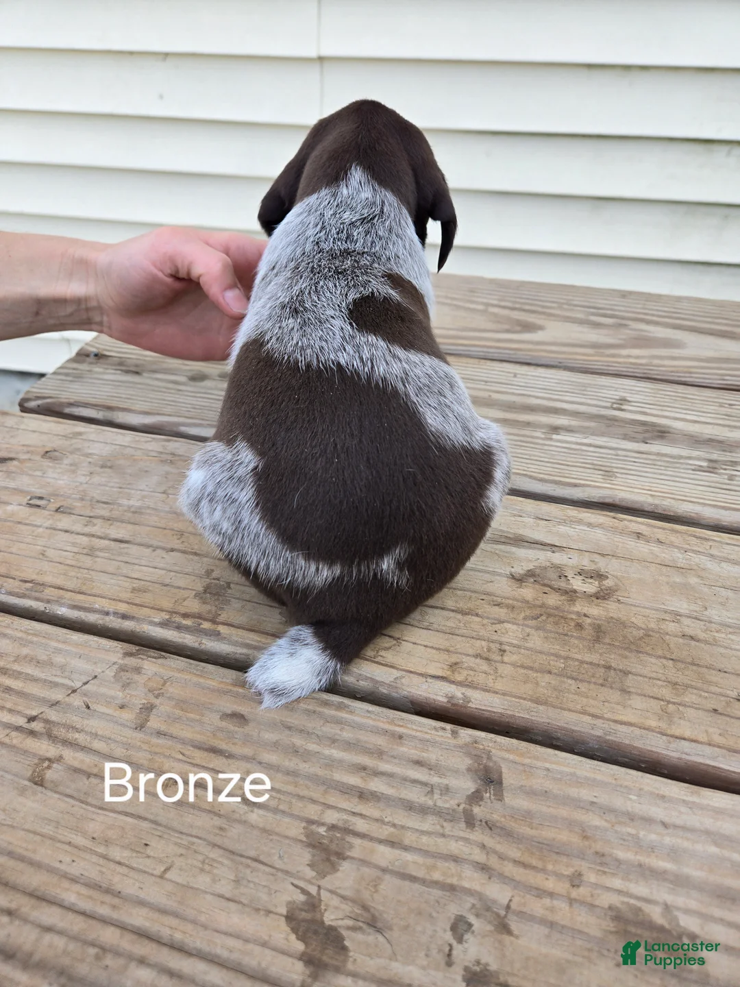 German Shorthaired Pointer dogs for sale: Bronze  - Ad 2