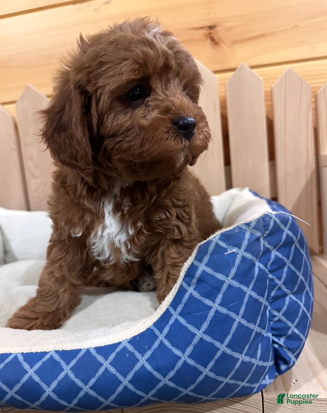 Mixed Breed dogs for sale: Hugo- AKC Genetically Tested Parents - Ad 3