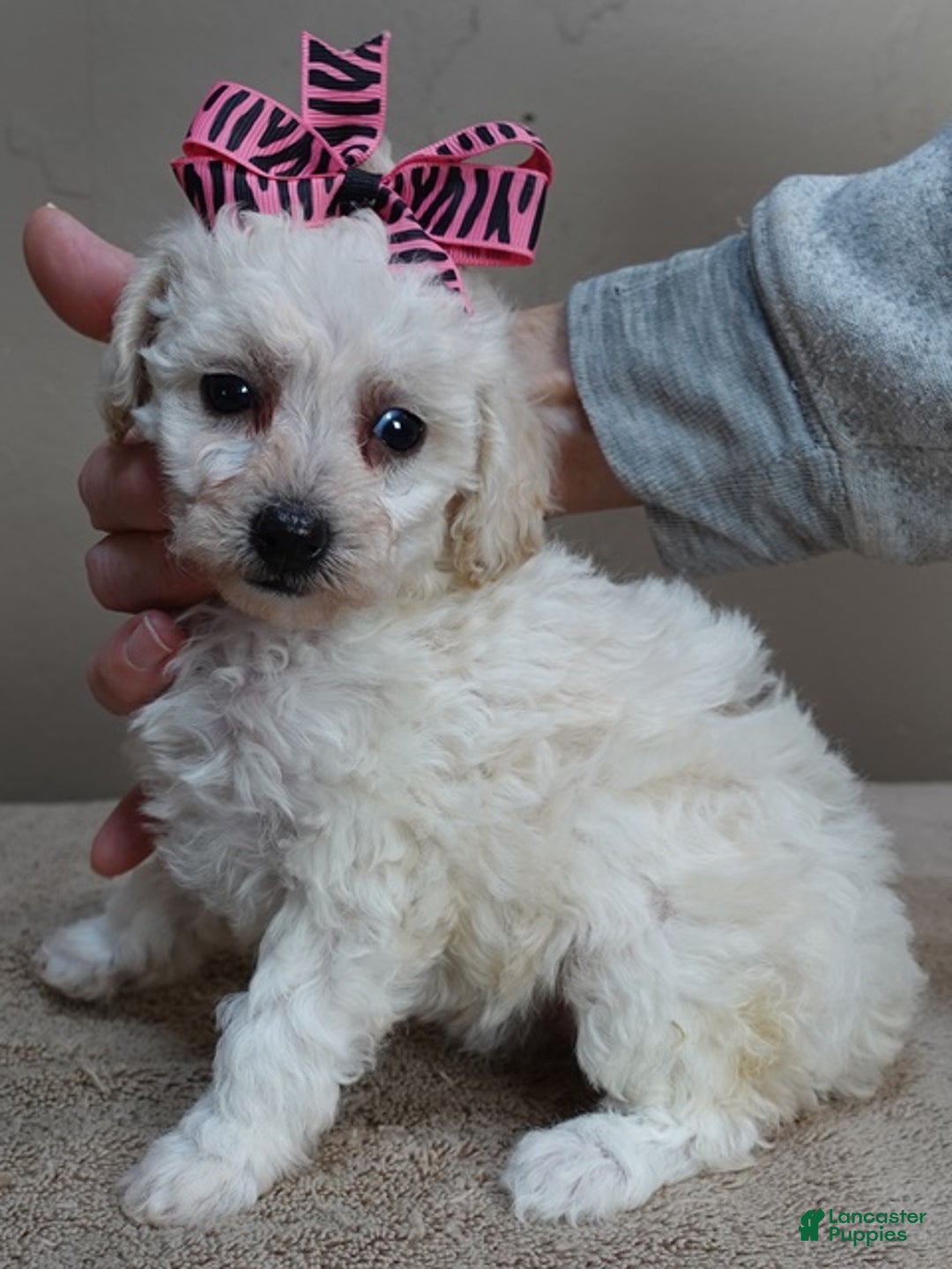 Toy Poodle dogs for sale: Zilla - Ad 4