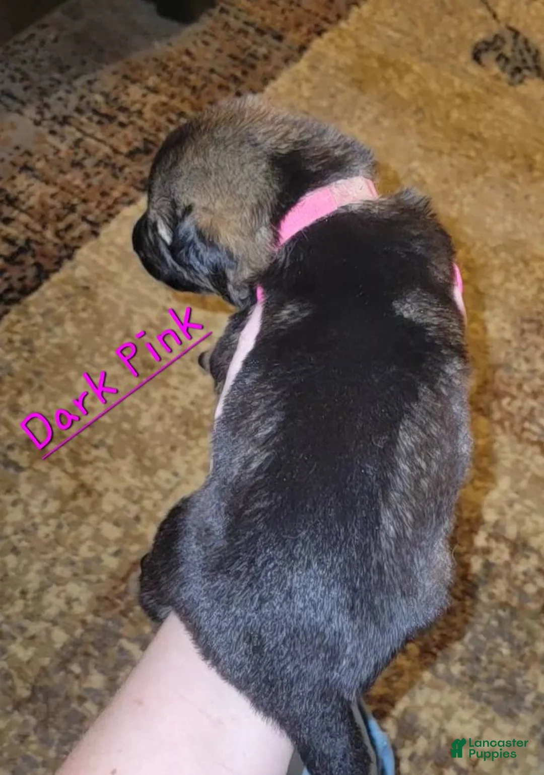 German Shepherd dogs for sale: Akc German Shepherds. 5 BOYS & 5 GIRLS Available! - Ad 10