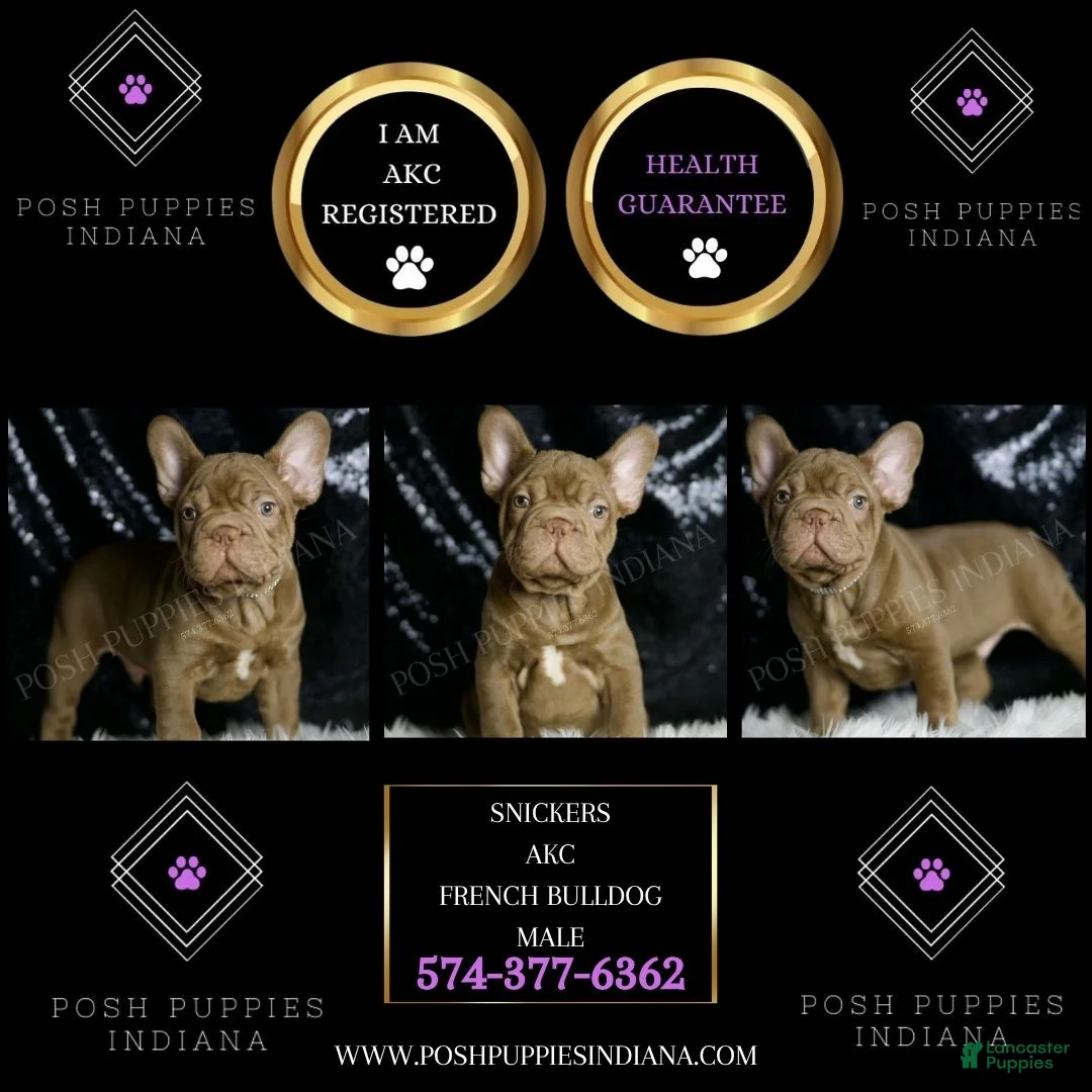 French Bulldog dogs for sale: Snickers - Ad 2
