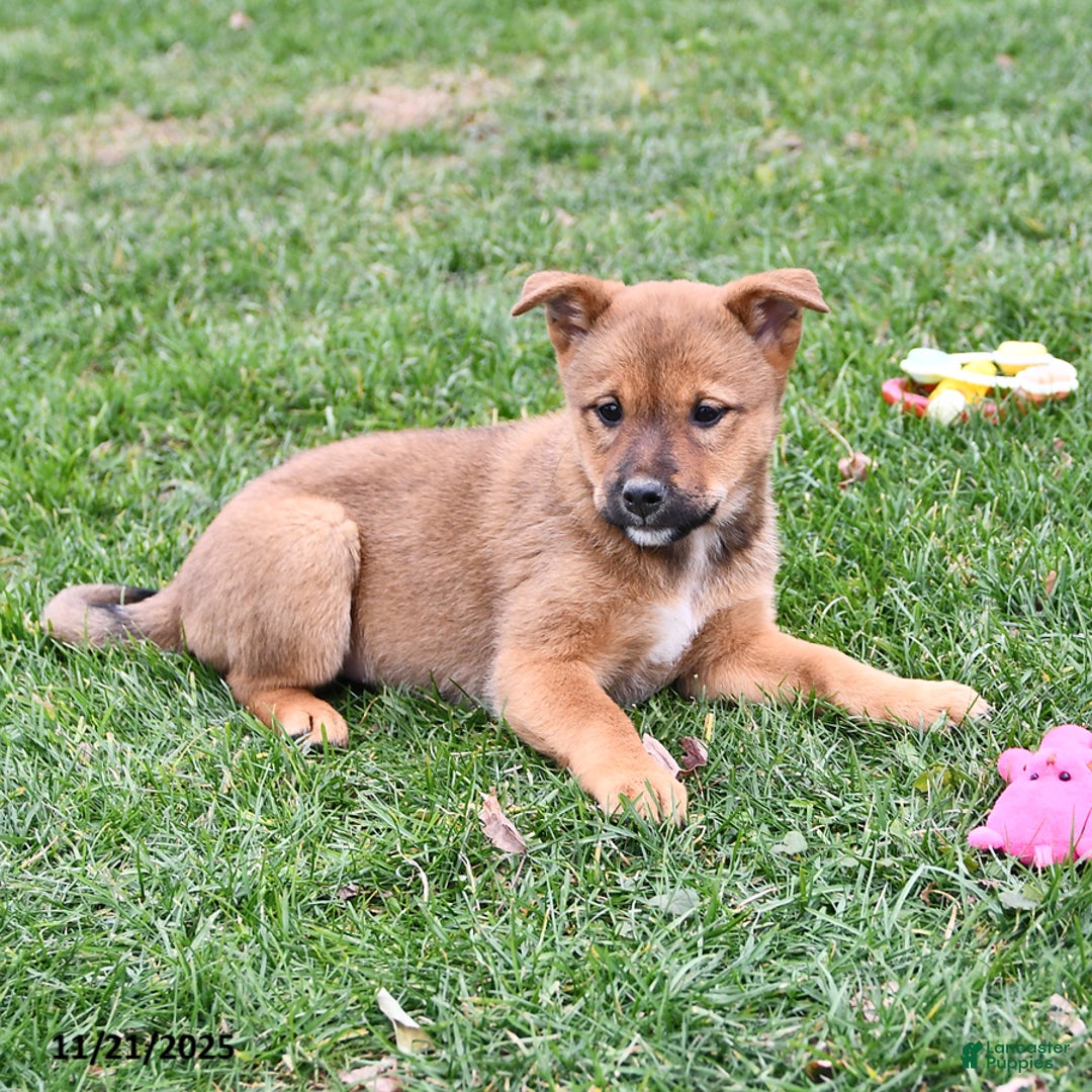 Mixed Breed dogs for sale: Missy - Ad 8