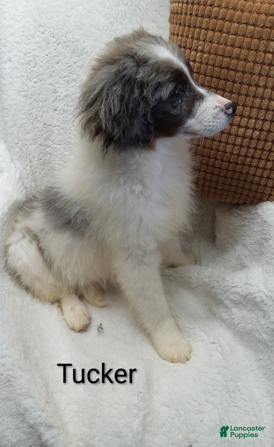Mini Bernedoodle dogs for sale: Mini Bernedoodle Puppy 1 - Ad 2
