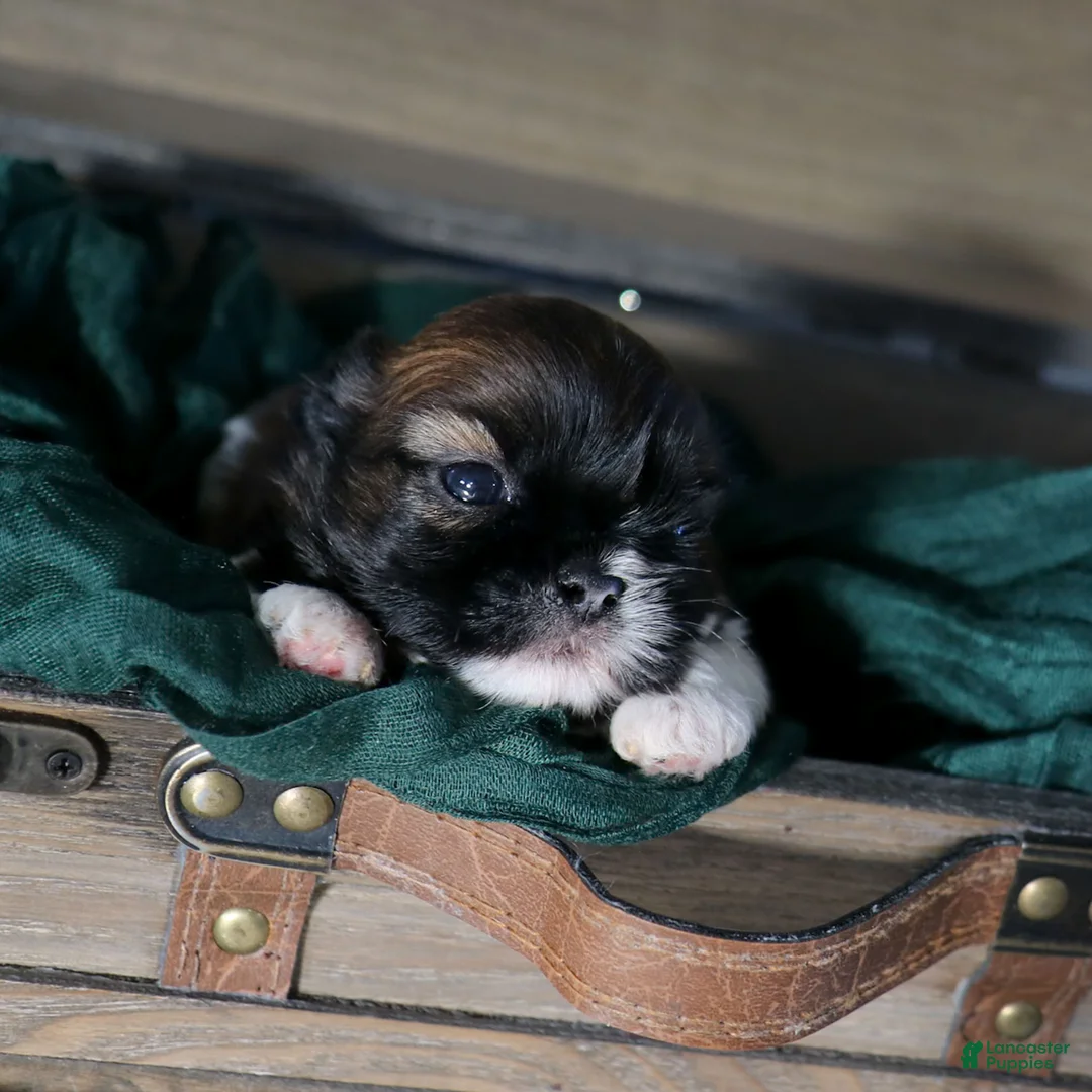 Shih Tzu dogs for sale: Jackie Shih Tzu Puppy  - Ad 2