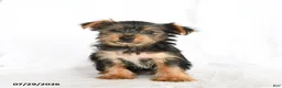 Yorkshire Terrier dogs for sale: Fiona - Ad 3