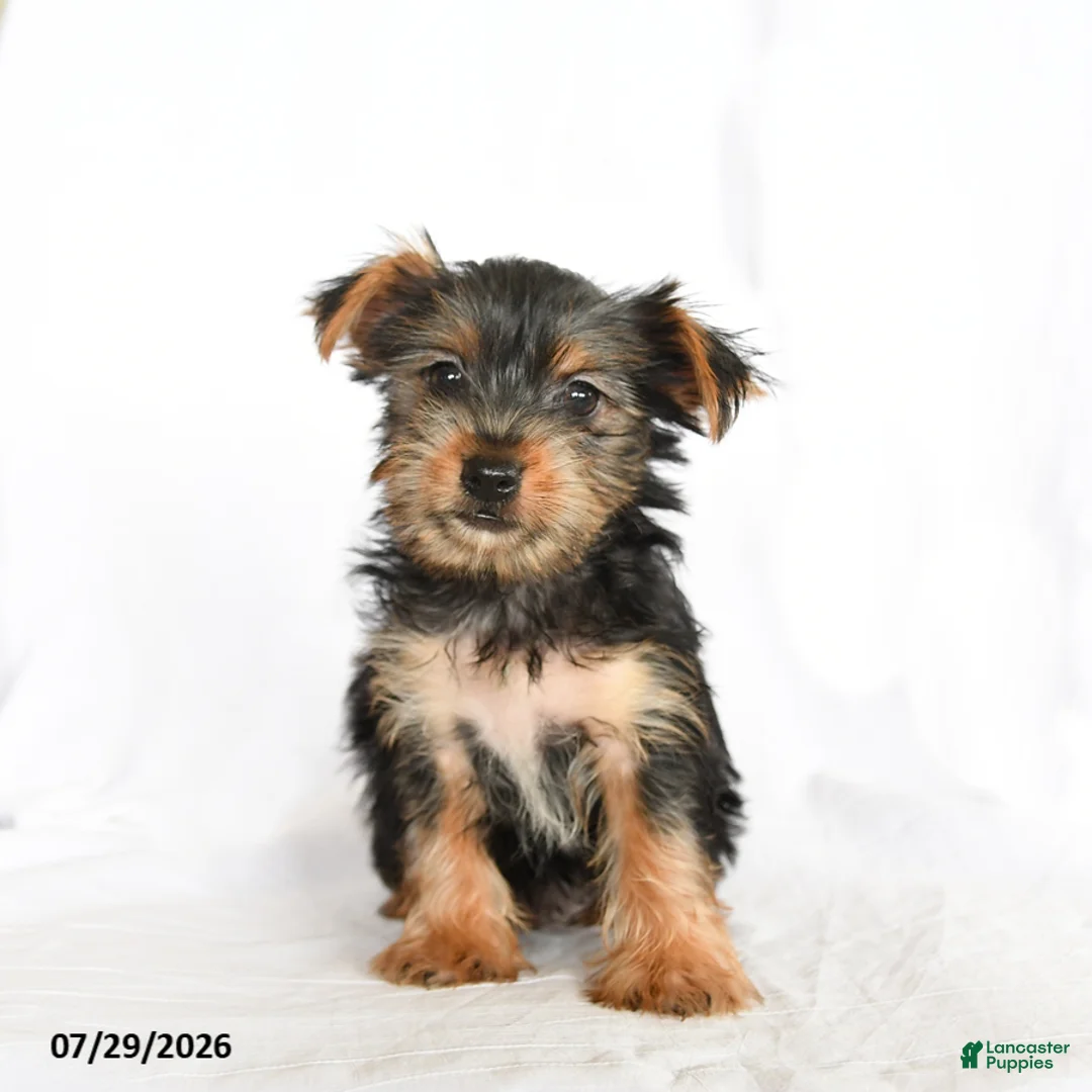 Yorkshire Terrier dogs for sale: Fiona - Ad 3