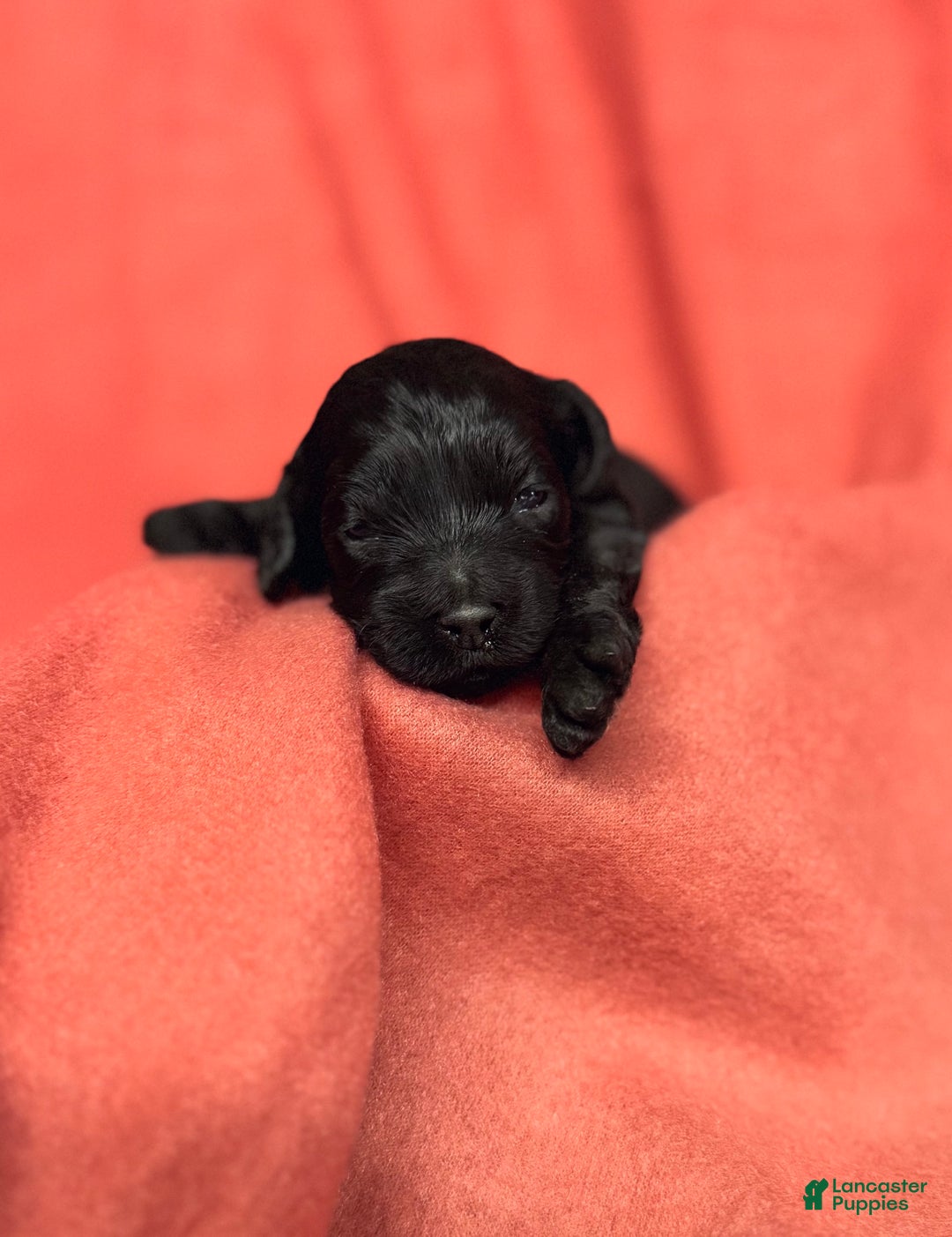 Cockapoo dogs for sale: Cockapoo Puppy 3 - Ad 1