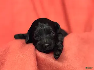 Cockapoo dogs Cockapoo Puppy 3 - Ad 17