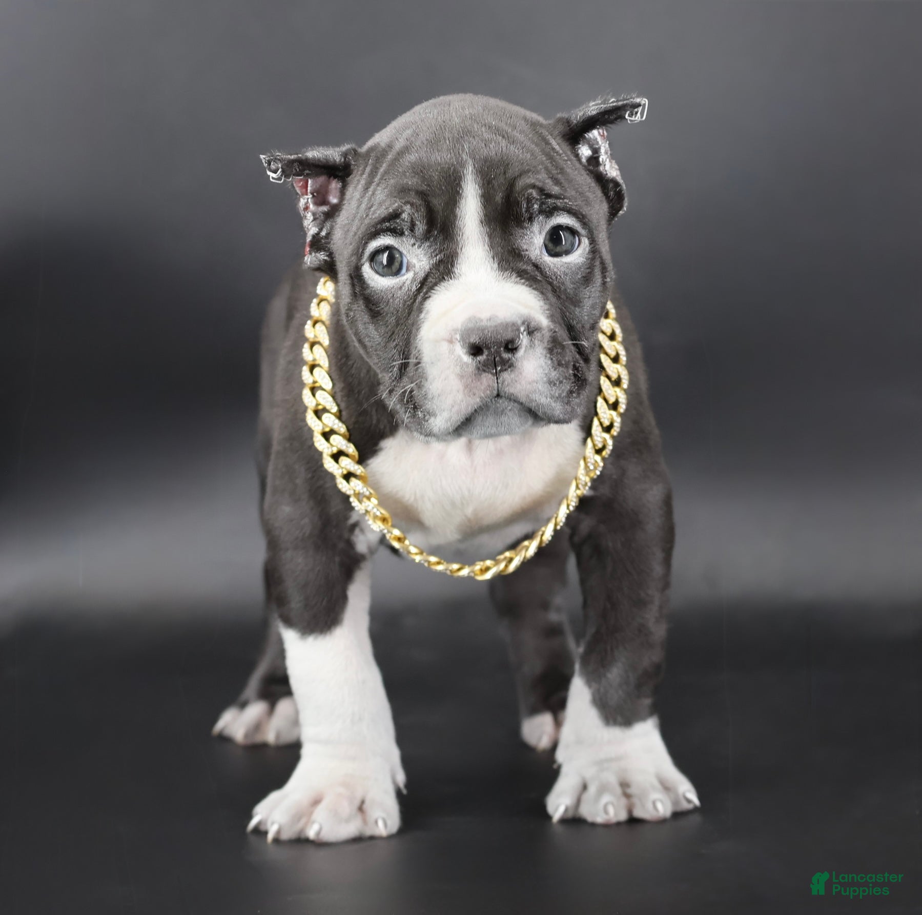 American Bully dogs Valentino - Ad 22