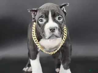 American Bully dogs Valentino - Ad 22