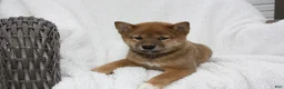 Shiba Inu dogs for sale: Kira - Ad 2