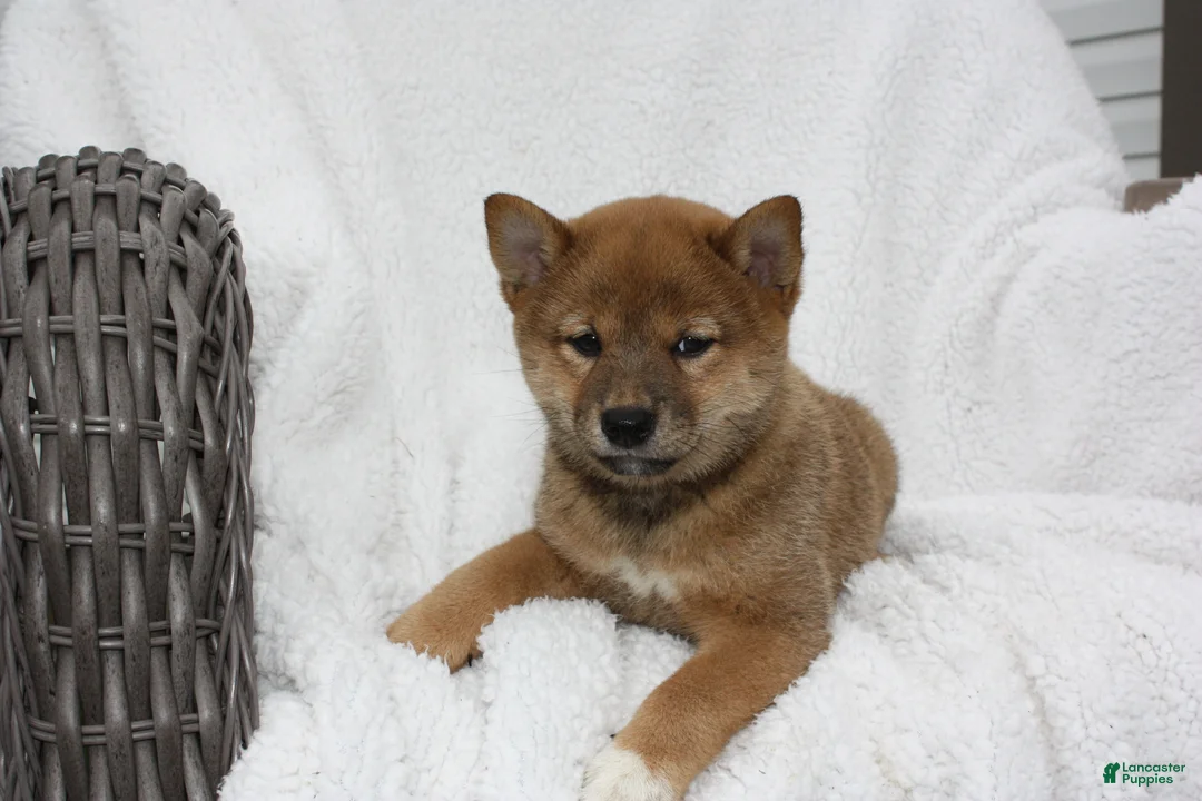 Shiba Inu dogs for sale: Kira - Ad 2