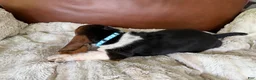 Basset Hound dogs for sale: George - Ad 2
