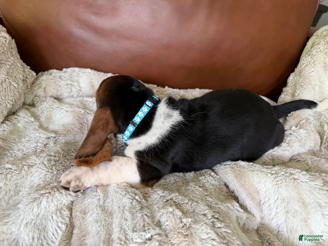Basset Hound dogs for sale: George - Ad 2