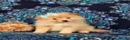 Pomeranian dogs for sale: Monette - Ad 8
