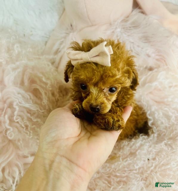 Toy Poodle dogs Toy Poodle 1 - Ad 2